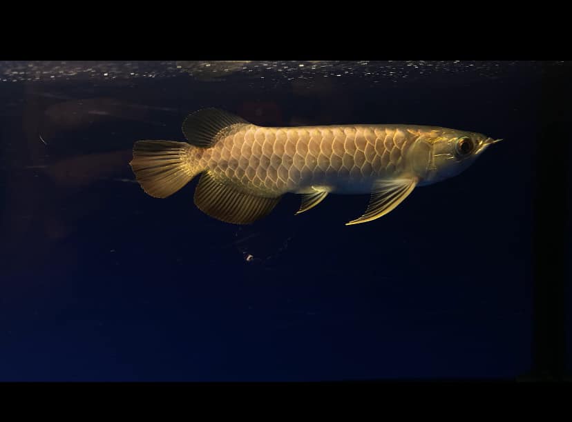 High Back Golden swimming