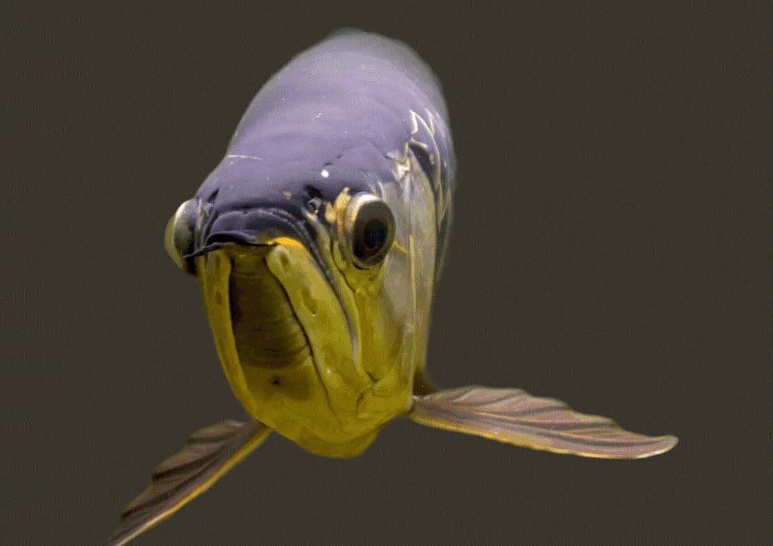 Arowana Animation
